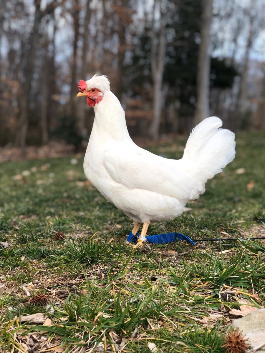 White-hens-1st-place_Best-of-Variety_Reserve-of-Show-Sarah-Merranko